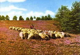 Lüneburger Heide - Heidschnuckenherde Auf Dem Wietzer Berg - Lüneburger Heide