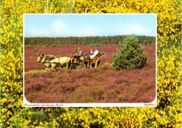 Lüneburger Heide - Kutschwagenfahrt - Lüneburger Heide