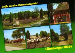 Lüneburger Heide - Mehrbildkarte 15 - Lüneburger Heide