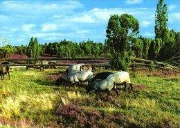 Lüneburger Heide - Naturpark 4 - Lüneburger Heide