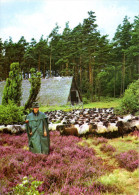 Lüneburger Heide - Naturschutzgebiet 1 - Lüneburger Heide