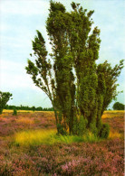 Lüneburger Heide - Naturschutzgebiet 2 - Lüneburger Heide