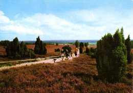 Lüneburger Heide - Naturschutzpark 1 - Lüneburger Heide