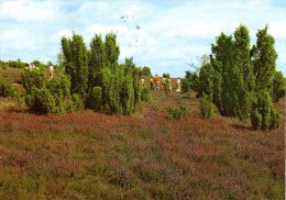 Lüneburger Heide - Naturschutzpark 3 - Lüneburger Heide