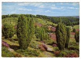 Lüneburger Heide - Naturschutzpark Totengrund - Lüneburger Heide