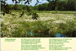 Lüneburger Heide - Wollgras In Der Lüneburger Heide - Luechow