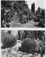 Monaco : Jardin Exotique , Lot De 3 Cpsm ( Dos  Scanés ) - Exotic Garden
