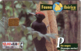 ESPAGNE SPAIN FAUNA IBERICA PITO NEGRO 2000 PTAS UT - Songbirds & Tree Dwellers