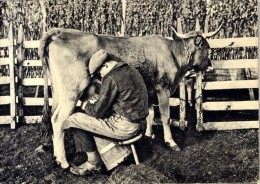 48  LA TRAITE DU PARC  -  AUBRAC    -  CPM 1960/70 - Aumont Aubrac