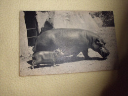 PARC ZOOLOGIQUE DU BOIS DE VINCENNES...HIPPOPOTAME ET SON PETIT - Hippopotamuses