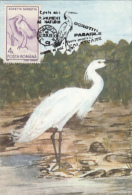 9520- LITTLE EGRET, BIRD, MAXIMUM CARD, 1993, ROMANIA - Pelicans