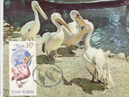 729FM- PELICAN, BIRD, MAXIMUM CARD, 2005, ROMANIA - Pelicans