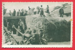 158075 / TRACTOR , Villagers PROCESSED Corn - Bulgaria Bulgarie Bulgarien Bulgarije - Tractors