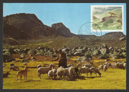 Portugal Carte Maximum Réserve Naturelle Serra Da Estrela 1985 Nature Reserve Serra Da Estrela Maxicard - Maximum Cards & Covers