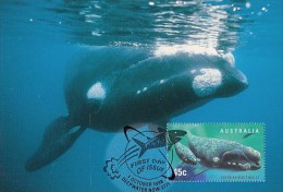 WHALES, SOUTHERN RIGHT WHALE, CM, MAXICARD, CARTES MAXIMUM, OBLIT FDC, 1995, AUSTRALIA - Wale