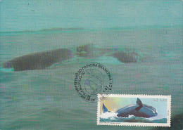 WHALES, SOUTHERN RIGHT WHALE, CM, MAXICARD, CARTES MAXIMUM, OBLIT FDC, 1987, BRASIL - Baleines