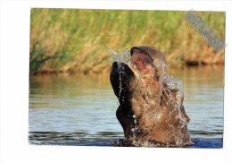 Hippopotame - TÊTE - HIPPO MOMBO CAMP BOTSWANA - 2010 - MICHAEL POLIZA - Ippopotami