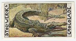 Stollwerck - Règne Animal – 33.1 (FR) – Crocodile Du Nil, Crocodylus, Nile Crocodile, Nijlkrokodil  - Stollwerck
