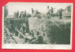 158129 / TRACTOR , Villagers PROCESSED Corn - Bulgaria Bulgarie Bulgarien Bulgarije - Traktoren