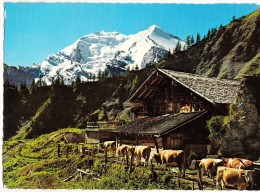 Switzerland, Sennhutte Auf Unter-Allmenalp, 1725m, Bei Kandersteg, Mit Balmhorn-Altels, Unused Postcard [14614] - Kandersteg