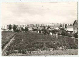 Chevilly-Larue (94) Rue Petit Leroy - Chevilly Larue