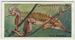 Stollwerck - Règne Animal – 22.4 (FR) – Esturgeon, Hippocampe, Orphie, Geep, Garfish,  Seahorse, Zeepaa - Stollwerck