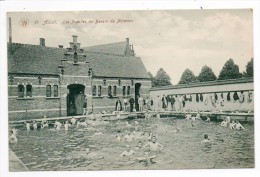 29616  -     Aalst   Alost  Les Pupilles  Au Bassin De  Natation - Aalst