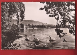 TCO-20 Rolle, Famille De Cygnes Près De La Harpe, Schwamm.  Circulé Sous Enveloppe En 1940 - Rolle