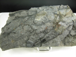 PECOPTERIS ROSEAU ? ET BRINDILLES ? CARBONIFERE 19 X 9 CM BASSIN HOUILLER DE SAINT ETIENNE - Fossils