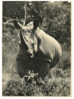 (4444) White Rhinoceros - Rhinocéros