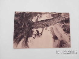 Delcampe - Elche. - Cogiendo Dateles En Huerto Gil. - Castellón