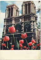 Albert Monier 10172 Paris Notre Dame Tulipe - Monier