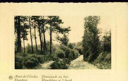 MONT DE L´ENCLUS  PROMENADE AU BOIS  CAP 1038 - Kluisbergen