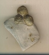 Delcampe - Pyrite Boules Et Petit Bivalve Fossile ( Hte Saône )  Belle Pièce  4 X 5,5 Cm - Minerals
