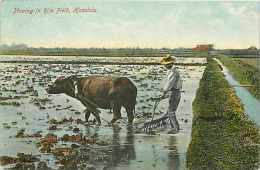 228367-Hawaii, Honolulu, Water Buffalo Plowing Rice, Farming Scene, H.F. Hill - Honolulu