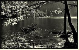 Abendsonne Am Großen Arbersee Im Bayrischen Wald  -  Ansichtskarte Ca.1955    (3938) - Bodenmais