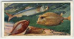 Stollwerck - Règne Animal – 22.3 (FR) – Hareng, Flet,  Haring, Herring, Bot, Flounder, Coffre à Cornes, Cowf - Stollwerck