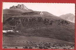 TDI4-14  Thollon-les-Mémises Et Les Chalets, Le Pic Borée Et La Dent D'Oche. Vaches,Cachet Brasserie Plein Ciel. Circulé - Thollon