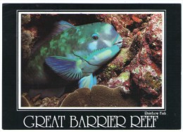 AUSTRALIA/NORTH QUEENSLAND - THE GREAT BARRIER REEF - RAINBOW FISH - Great Barrier Reef