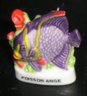 Poisson Ange (J, AY) * - Animals