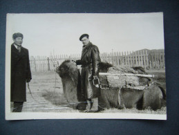 Mongolia: Old Photo - Man And Camel - Ca. 1950s - Mongolia