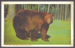 USA - Yellowstone National Park, Bear, Wild Life, Fauna, Animals Of The Forest PC - Yellowstone