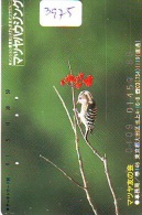 Télécarte Japon  OISEAU *  * BIRD * VOGEL (3975) PHONECARD JAPAN * TELEFONKARTE * - Songbirds & Tree Dwellers