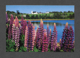 ILE DU PRINCE ÉDOUARD - PRINCE EDOUARD ISLAND - LUPIN DE L'ISLE - PHOTO MALAK - Autres & Non Classés