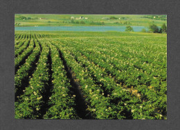 VICTORIA - ILE DU PRINCE ÉDOUARD - PRINCE EDOUARD ISLAND - POTATO FIELD - CHAMP DE POMMES DE TERRE - PHOTO GEORGE WOTTON - Altri & Non Classificati