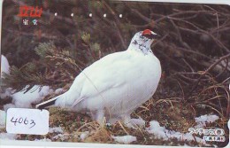 Télécarte Japon  OISEAU * BIRD * VOGEL (4063) PHONECARD JAPAN * TELEFONKARTE - Hühnervögel & Fasanen