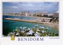 Delcampe - (BENI532) BENIDORM. PLAYA DE PONIENTE. CLUB NAUTICO - Alicante