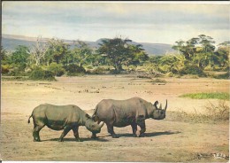 - AFRIQUE - FAUNE - RHINOCEROS - - Rhinocéros