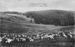 Vosges   88       Pâturage Dans Les Hautes Vosges - Sonstige & Ohne Zuordnung