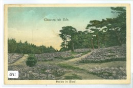 EDE *  ANSICHTKAART * CPA * HEIDE  * GELOPEN IN 1934 Van EDE Naar PAPENDRECHT (3141) - Ede